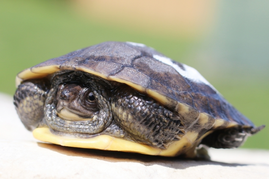 adopt-a-blandings-turtle-hatchling-900-600