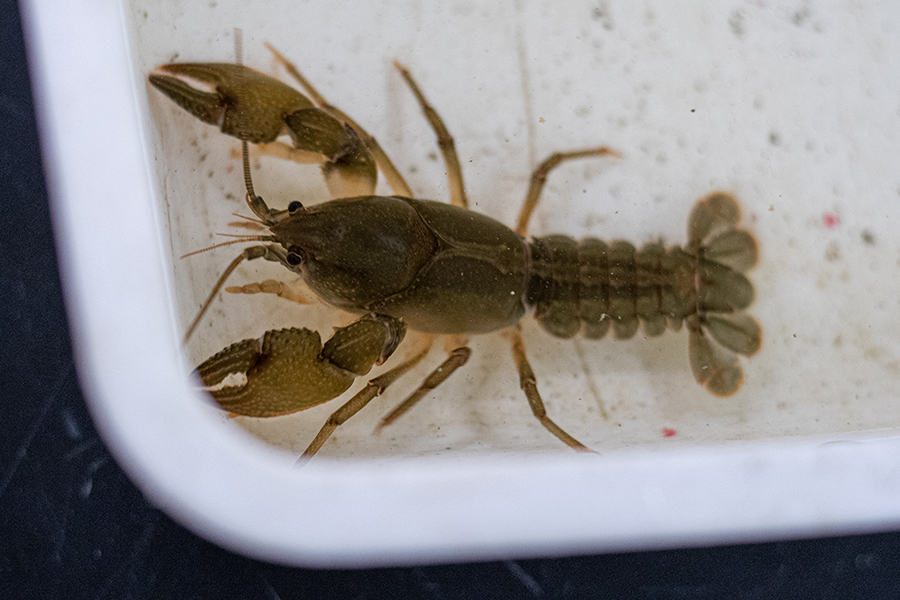 great-plains-mudbug