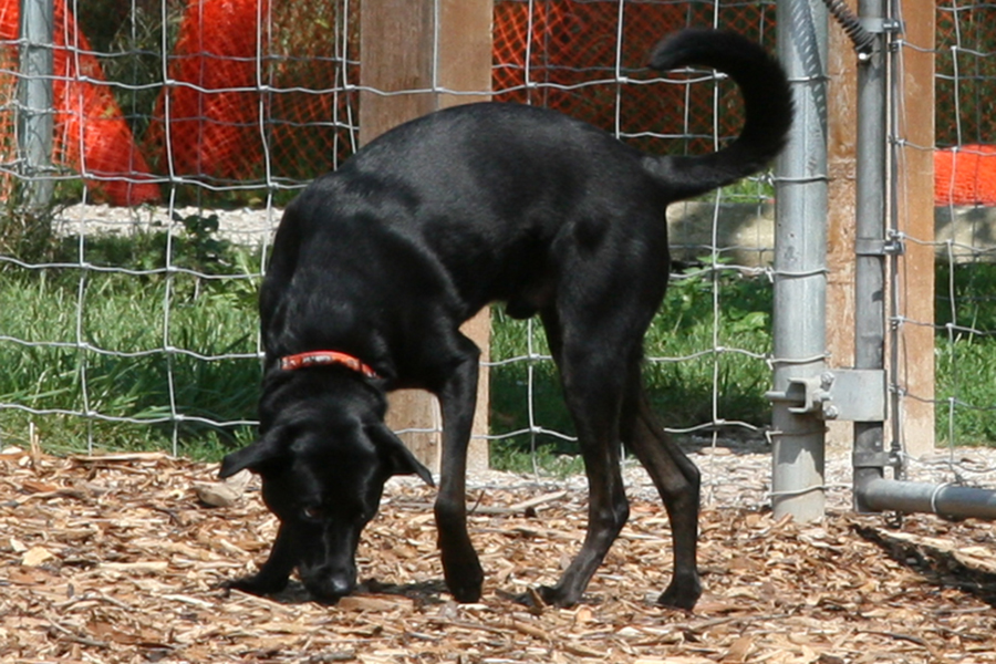 dog at Blackwell off-leash area