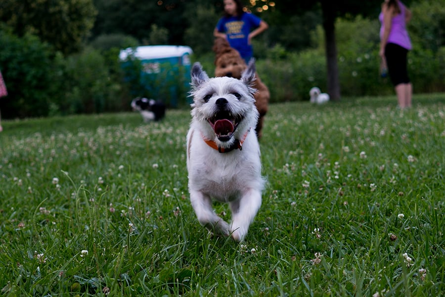 dog at Greene Valley off-leash area