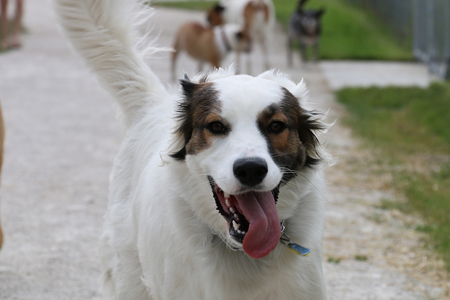 dog at Mayslake off-leash area