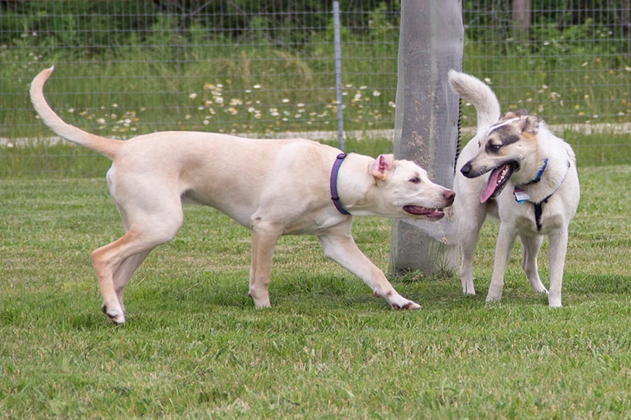 dogs at Oldfield Oaks off-leash area