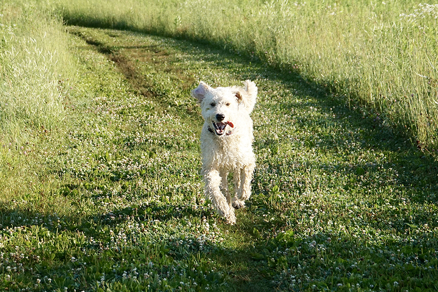 dog at Springbrook Prairie off-leash area