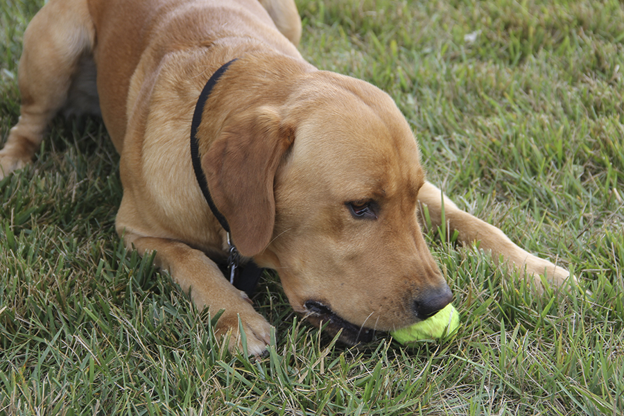 dogs-off-leash-area-hawk-hollow