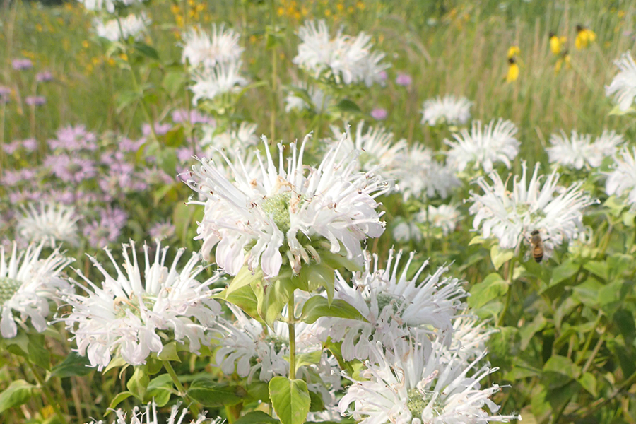 wild bergamot blooming at Dunham