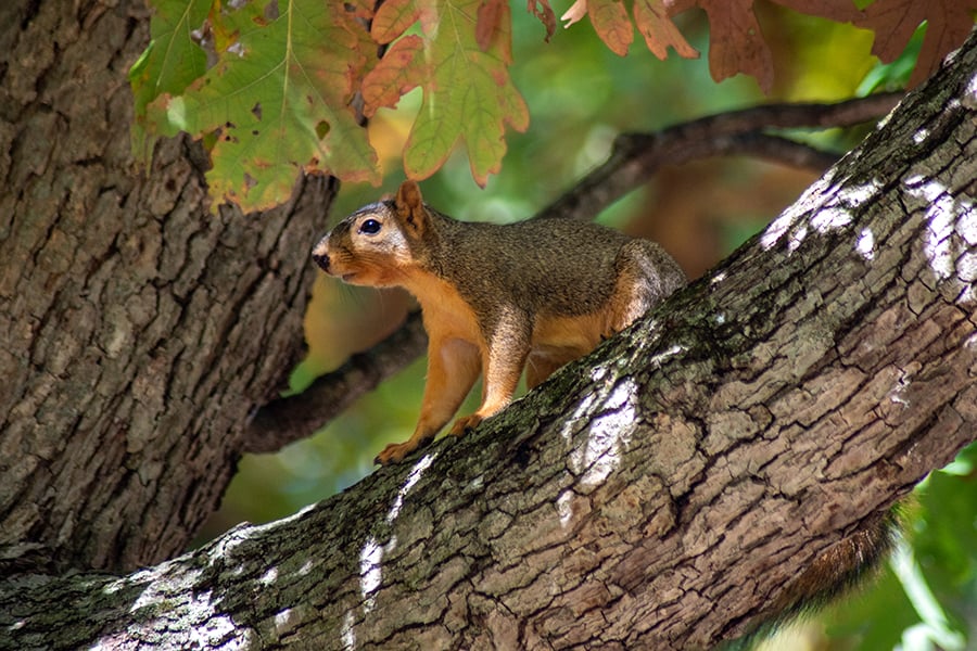 fox-squirrel-900x600