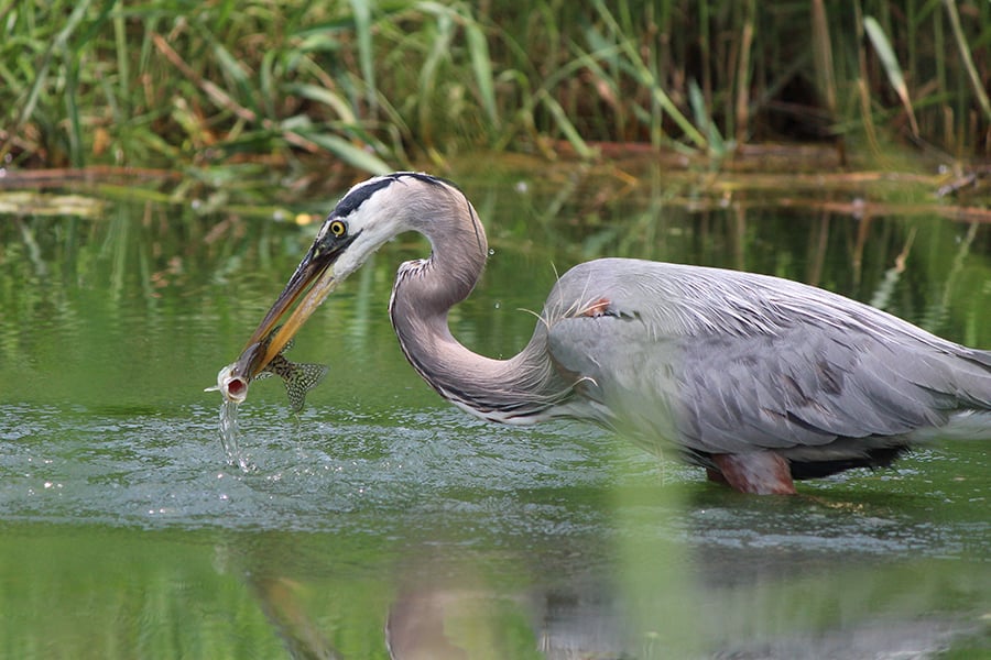 great-blue-heron