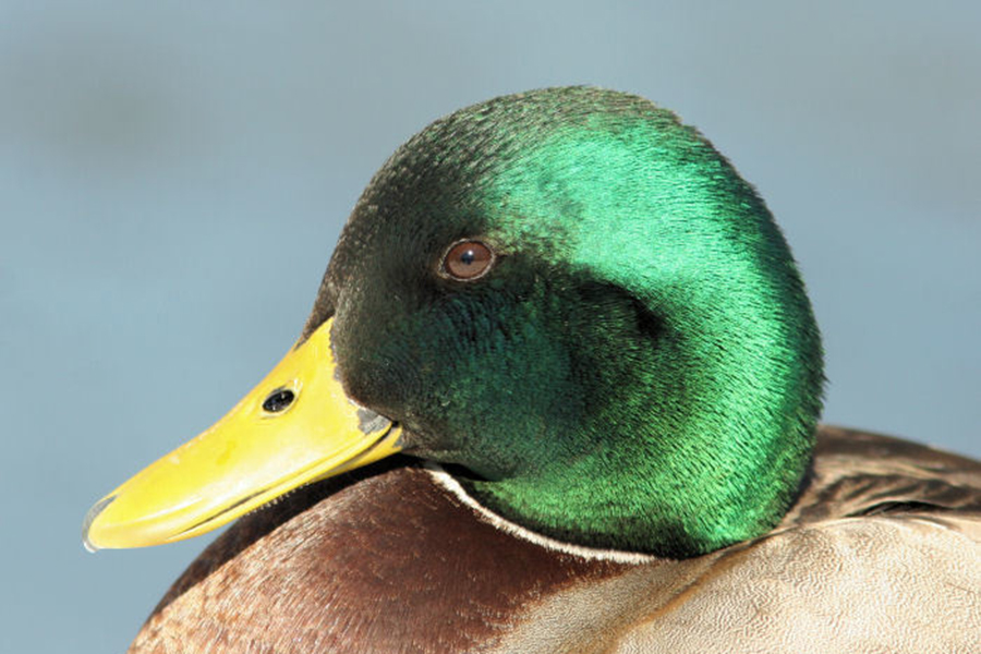 mallard