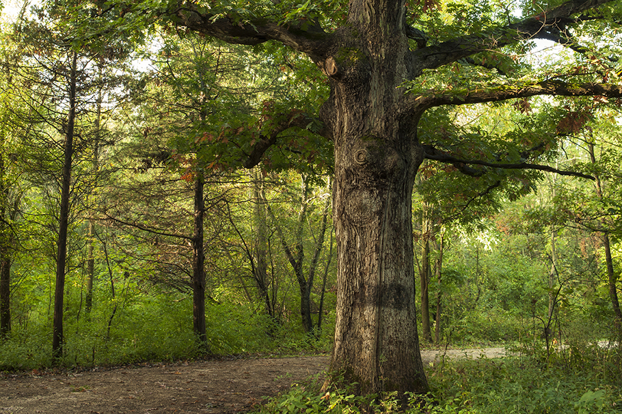 oak-tree-900-600