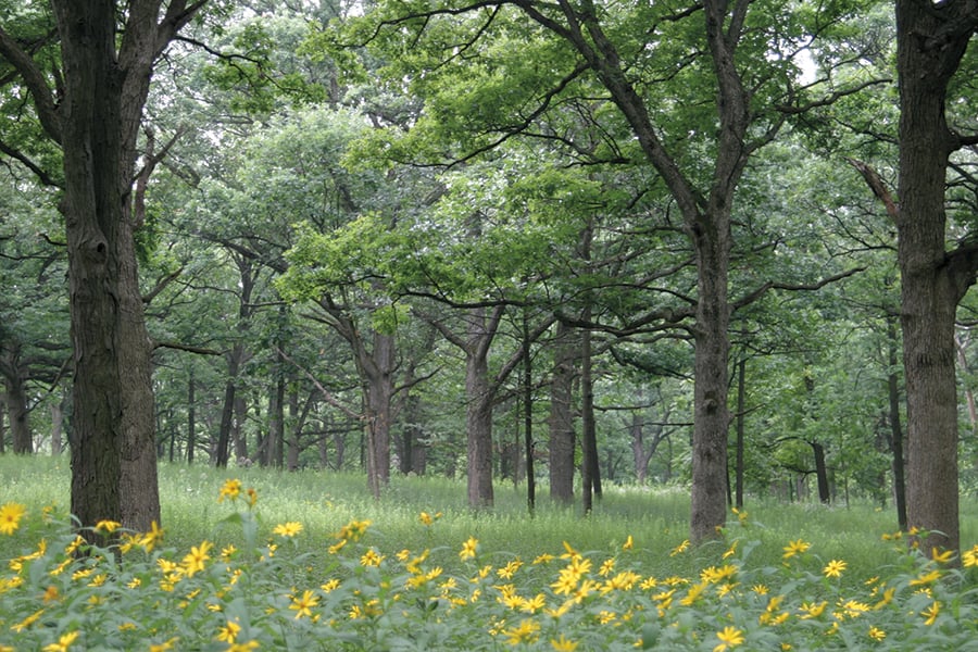 savanna after restoration