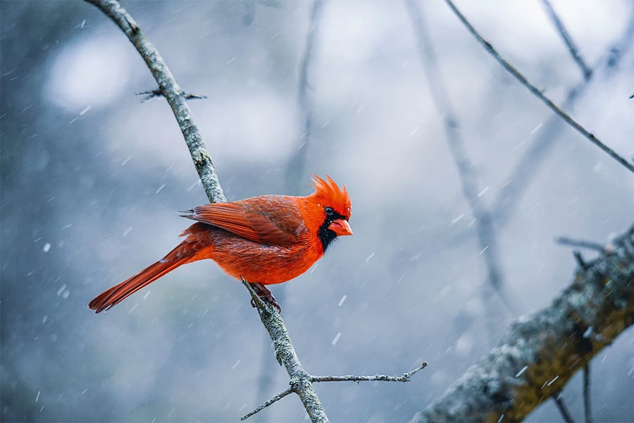 snowy-cardinal