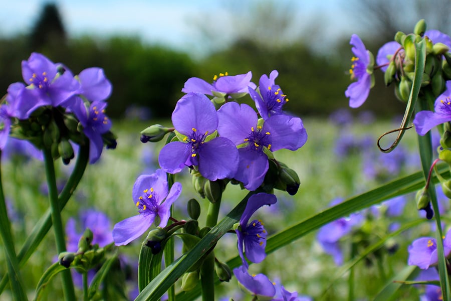 spiderwort growing in a prairie