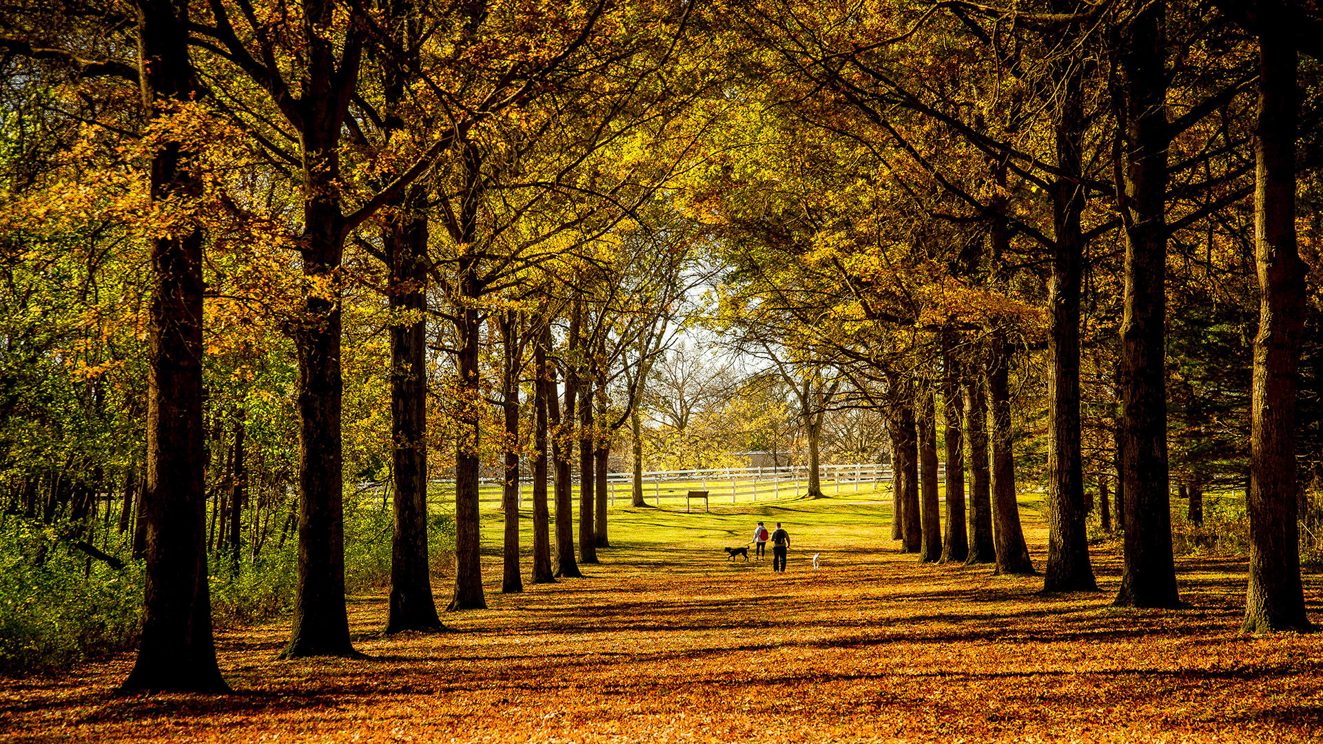 St-James-Farm-allee-1920x1080