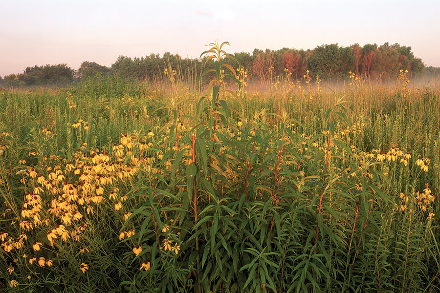 summer-prairie-900-600-72