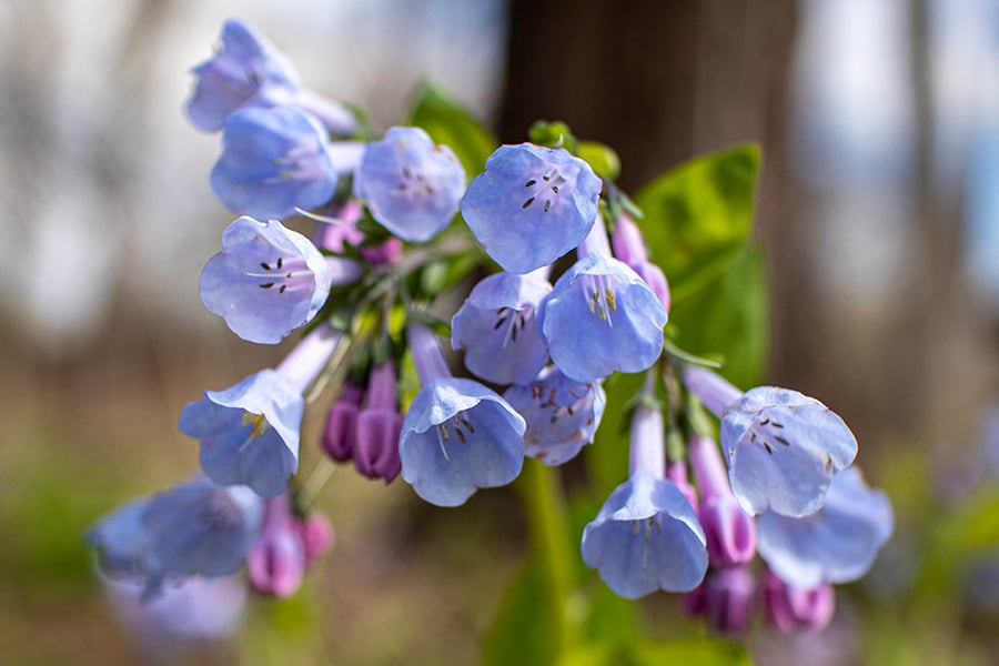 Virginia bluebells