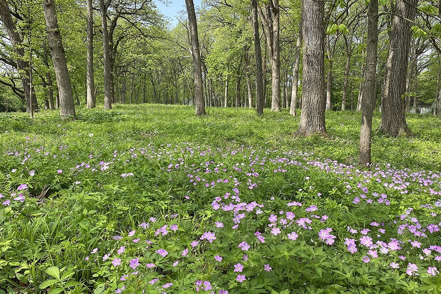 woodland habitat